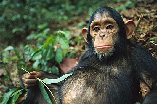 黑猩猩,类人猿,疾病,幼仔,大,腹部,加蓬