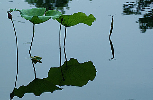 荷花雨荷