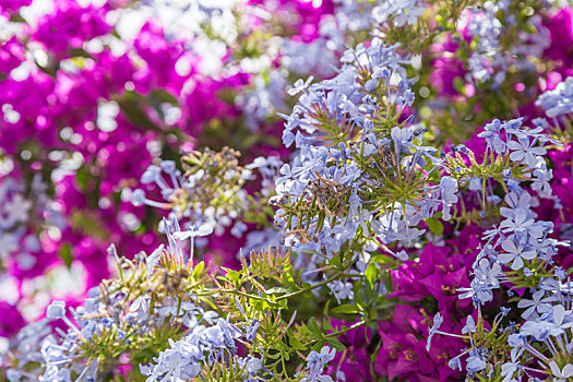 灌木,花,红花,晴天