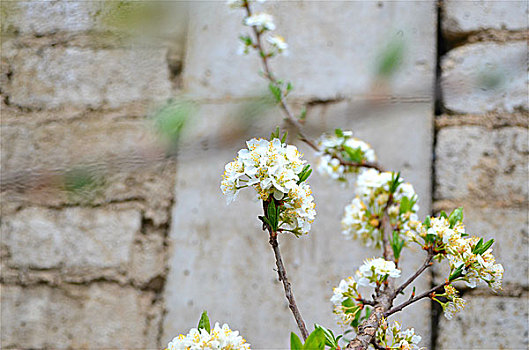李花绽放美美丽拍摄花花卉花朵植物种植绽放李李花白色
