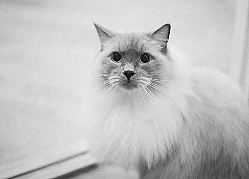 猫咪照片,白色背景