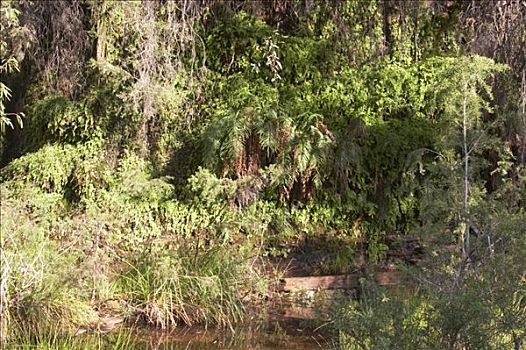 苔藓,蕨类,峡谷,卡瑞吉尼国家公园,区域,西澳大利亚