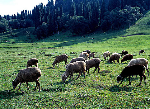 绵羊,放牧,草,地点,新疆