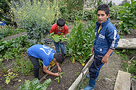 青少年,种植,莴苣,菜园,交际,波哥大,哥伦比亚,南美