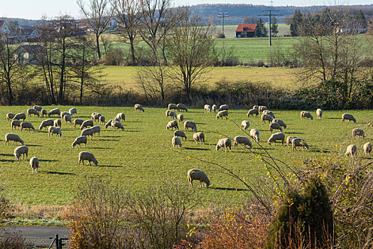 羊群,草场,冬天