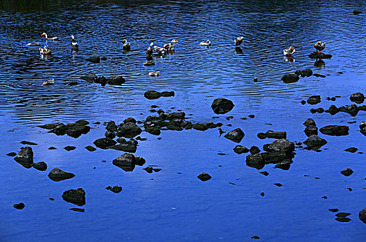 小溪,石头,倒影,鸭子