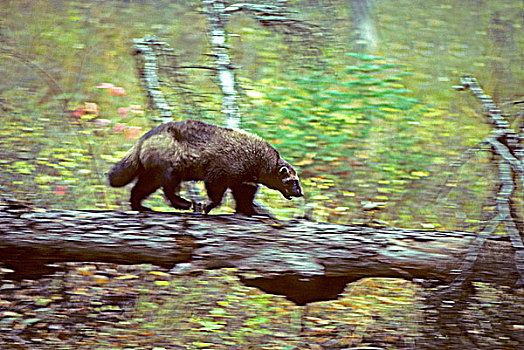 狼獾,艾伯塔省,加拿大