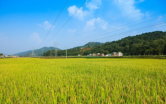 水稻田