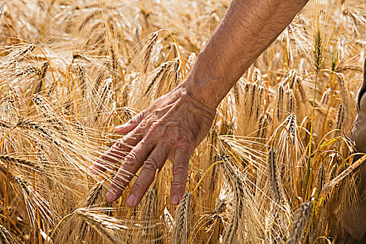 局部,图像,男人,手,接触,小麦,作物,农场