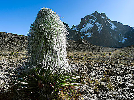 巨大,山梗莱属植物,背景,顶峰,山,肯尼亚,肯尼亚山,国家公园,非洲