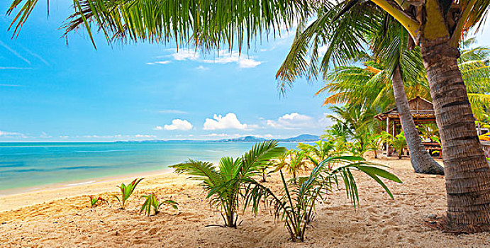 全景,热带沙滩,椰树,苏梅岛,泰国,海滩