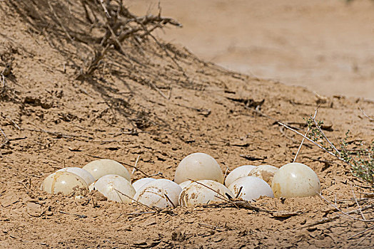 北非,鸵鸟蛋,自然保护区,以色列