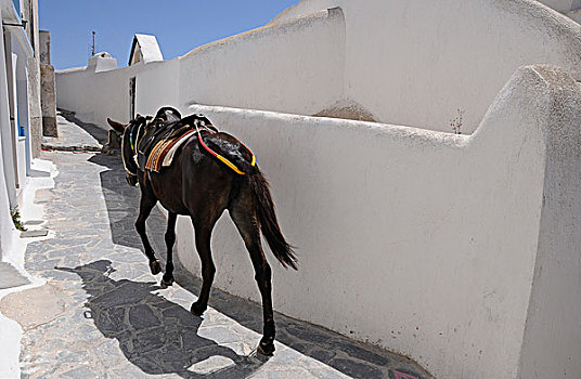 骑,驴,小巷,锡拉岛,希腊,欧洲