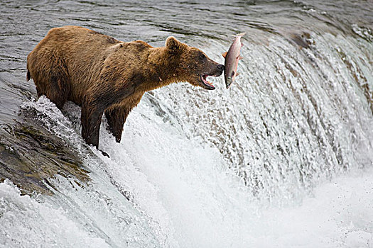 大灰熊,棕熊,抓住,红大马哈鱼,红鲑鱼,溪流,瀑布,卡特麦国家公园,阿拉斯加