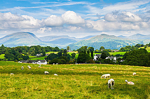 绵羊,放牧,草地,英国,湖区国家公园