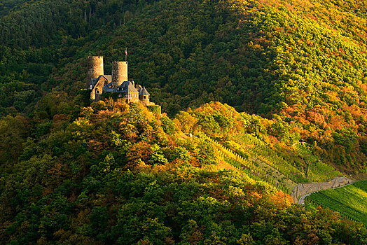 城堡,围绕,木头,葡萄园,秋天,夜光,摩泽尔,莱茵兰普法尔茨州,德国,欧洲