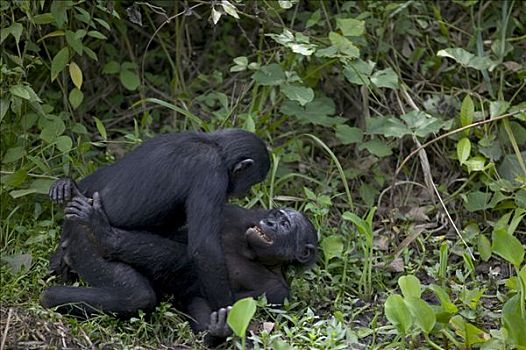 倭黑猩猩,交配,黑猩猩,刚果