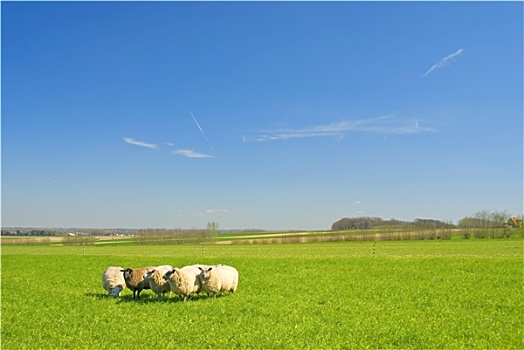 绵羊,草地,蓝天