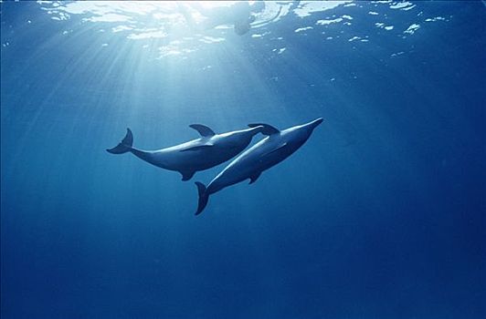 大西洋点斑原海豚,花斑原海豚,一对,水下,巴哈马