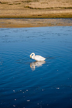 新疆巴音布鲁克草原天鹅湖里的天鹅