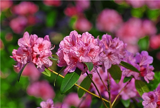 杜鹃花属植物