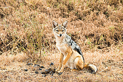 黑背狐狼,黑背豺,恩戈罗恩戈罗火山口,坦桑尼亚