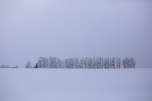 北海道,雪景