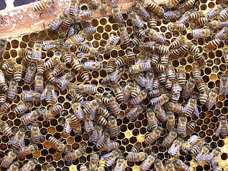 三明市虎头山蜜蜂