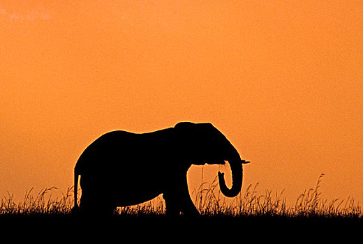 肯尼亚,马赛马拉国家保护区,剪影,大象,非洲象,日落