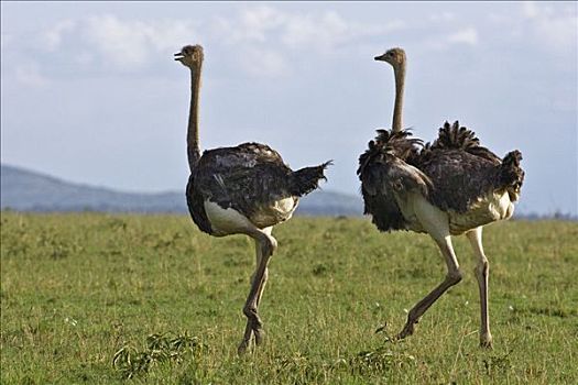 肯尼亚,纳罗克地区,马赛马拉,两个,鸵鸟,母鸡,马赛马拉国家保护区