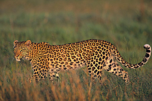 豹,女性,乔贝国家公园,博茨瓦纳