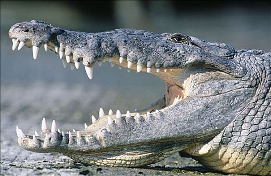 美洲鳄,鳄鱼,大沼泽地国家公园,佛罗里达,美国