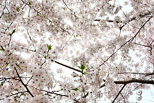 春天,樱花,杏花,花团锦簇