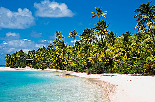 棕榈树,排列,海滩,岛屿