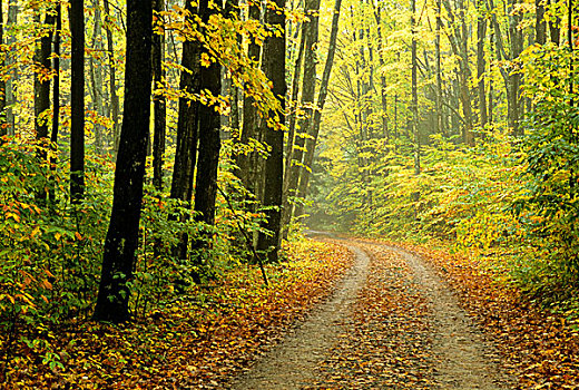美国,密歇根,道路,秋色,木头,亮光,雾