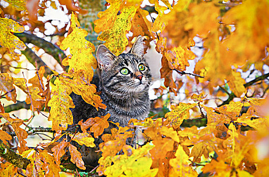 漂亮,小猫,坐,秋天,树