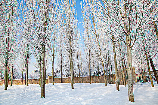 大雪后白杨树的白色雾凇