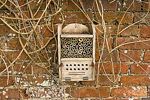 昆虫,蔽护,盒子,孤单,蜜蜂,黄蜂,联结,砖,墙壁,花园,英格兰,欧洲