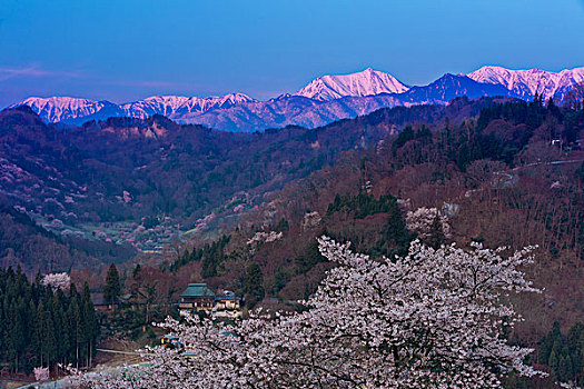 樱花,北方,阿尔卑斯山