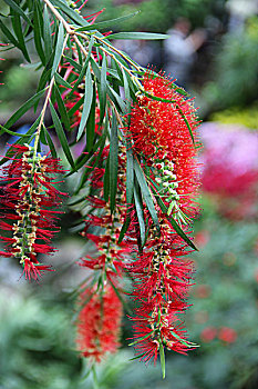 园艺植物,植物园,静物素材