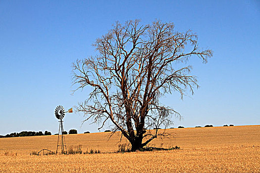 风车,树,农田,西澳大利亚州