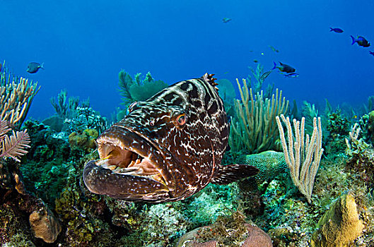 黑色,石斑鱼,濑鱼,上方,珊瑚礁,国家公园,古巴