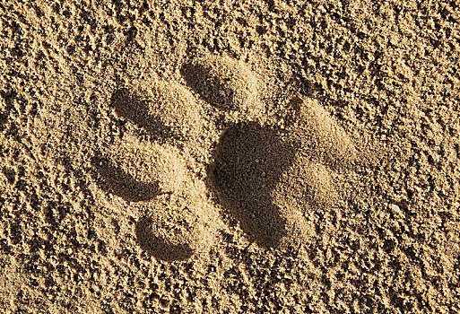 脚印,雌狮,狮子,沙子,道路,卡拉哈里沙漠,卡拉哈迪大羚羊国家公园,南非,非洲