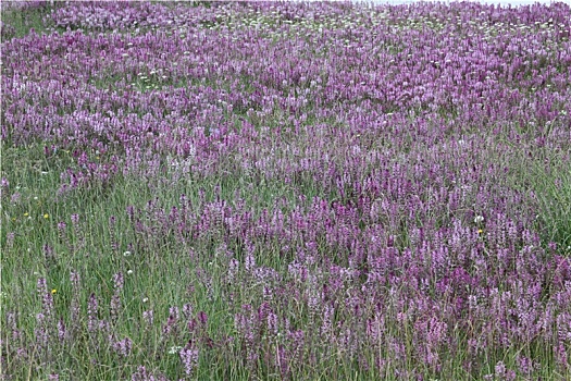 新疆和静,繁花似锦的巴音布鲁克草原