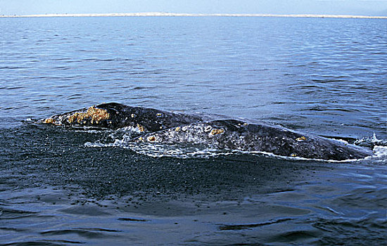 灰鲸,成年,头部,水面,下加利福尼亚州,墨西哥