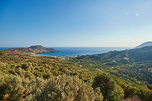 海岸,种植园,橄榄树,克里特岛,希腊,欧洲