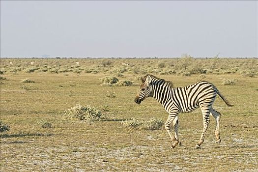 年轻,平原斑马,马,斑马,埃托沙国家公园,非洲,纳米比亚