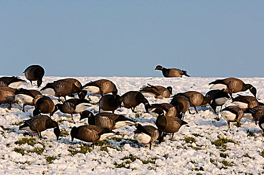 黑雁,群,觅食,积雪,堤岸,特塞尔,荷兰