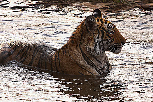 虎,卧,水潭,拉贾斯坦邦,国家公园,印度,亚洲