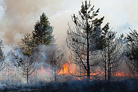 控制,燃烧,树林,公园,安大略省,加拿大